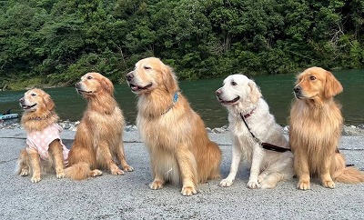 写真②かわいいゴールデンレトリーバー