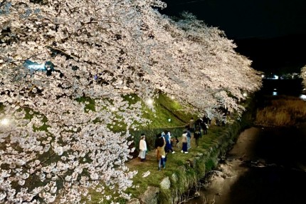 厚狭川河畔の桜並木通りライトアップされた桜