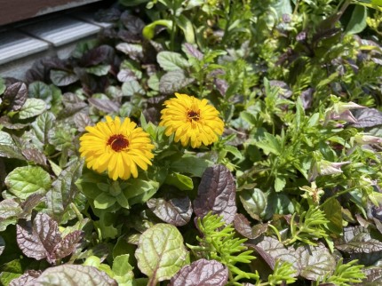 ハウスドクター山口の花壇に咲いているお花 (4)