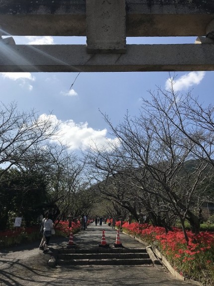 彼岸花が咲いている鰐鳴八幡宮