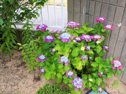 たくさん咲いている紫陽花