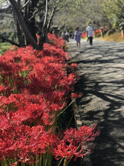 満開の彼岸花