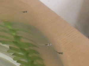 20150811011052 20150811011052