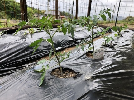 野菜を植えた後