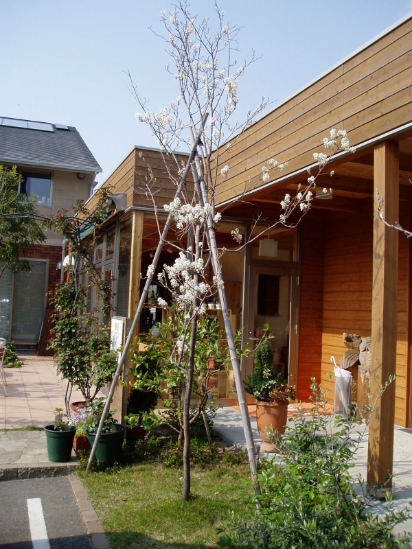 人気のシンボルツリーシリーズ⑥：ジューンベリー│山口県でリフォーム