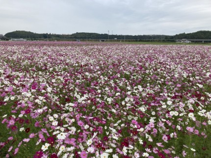 2500万本のコスモスが咲く、西日本最大級の三光コスモス園 (3)