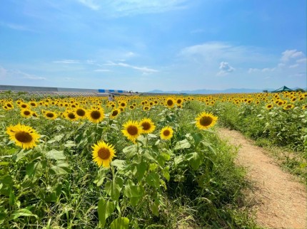 花の海で見た青空とひまわり畑 (2)