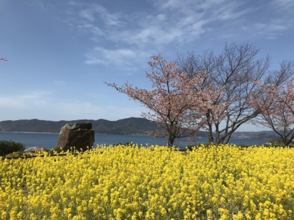 笠戸島菜の花