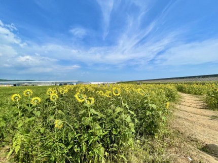 花の海で見た青空とひまわり畑 (1)