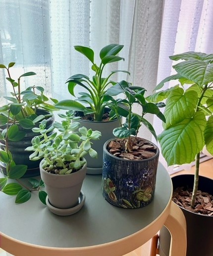 ①観葉植物たちの光合成