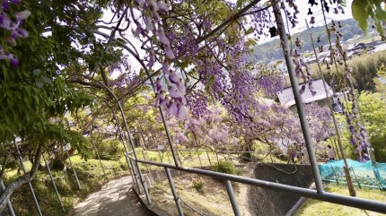 長王司公園の藤