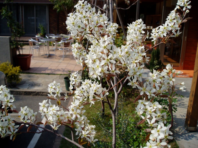 ジューンベリー　シンボルツリー　現在結実中！　植木 ジューンベリーの魅力と育て方-シンボルツリーとしての植栽実例もご