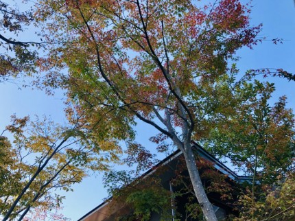 大きな紅葉の木