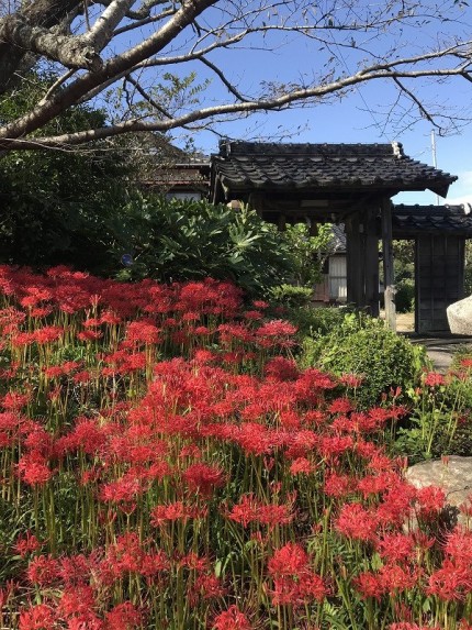 彼岸花が咲いている小鯖八幡宮