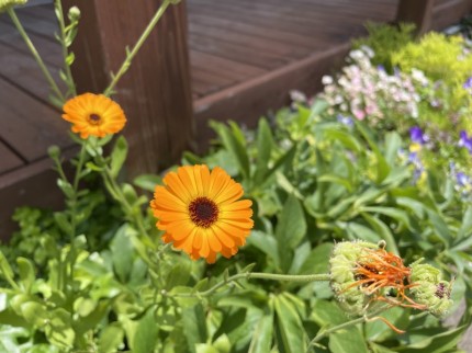 ハウスドクター山口の花壇に咲いているお花 (3)