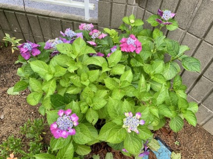 綺麗な紫色の紫陽花