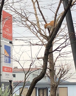 ②木登りするねこ