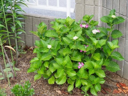 小ぶりの紫陽花