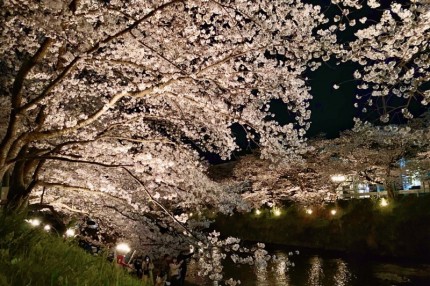 厚狭川河畔の桜並木通りライトアップされた桜
