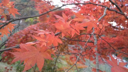 下関市吉田町にある東行庵の紅葉 (3)