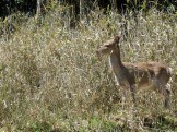 お庭リフォームの現場への道すがらであった野生の鹿