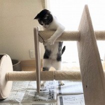 キャットタワーで遊ぶ猫