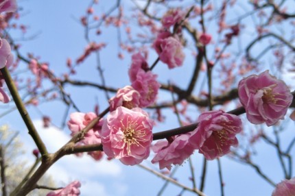 防府天満宮の梅の花 (1)