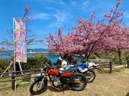 FTR223と桜