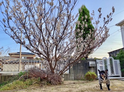 さくらんぼの木と愛犬