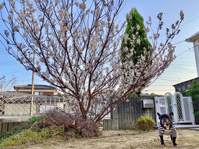 さくらんぼの木 山口県でリフォーム リノベーションするならハウスドクター山口