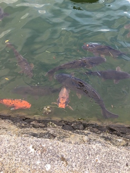 人面魚のような鯉