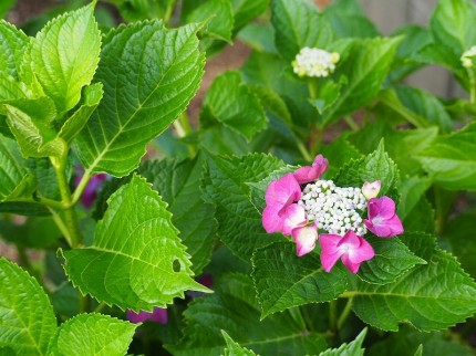 小ぶりの紫陽花のアップ