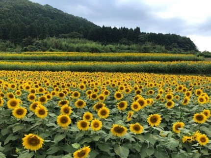 むつみひまわり