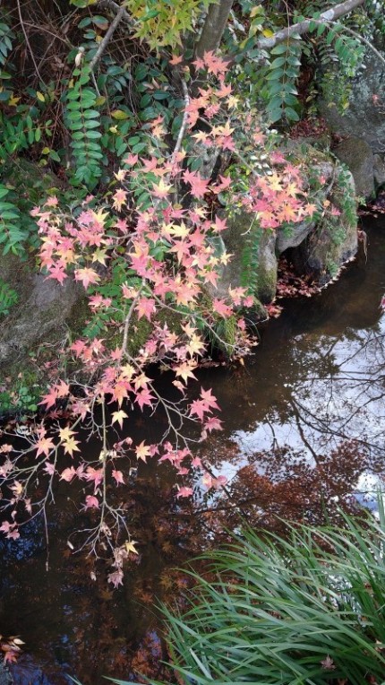 下関市吉田町にある東行庵の紅葉 (4)