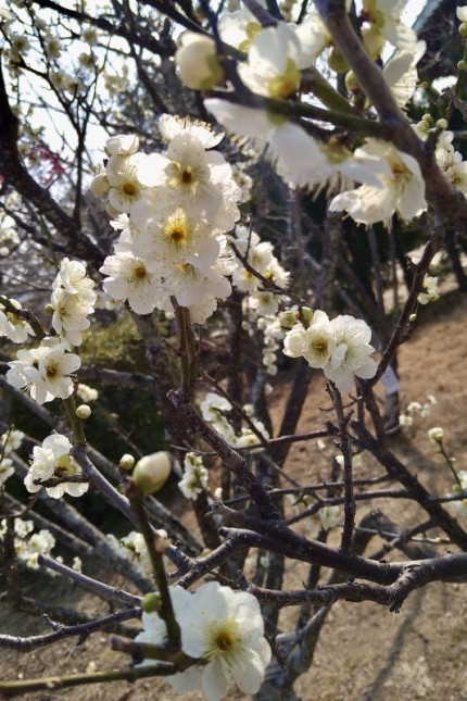 防府天満宮の梅の花 (2)
