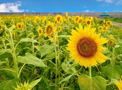 元気なひまわり