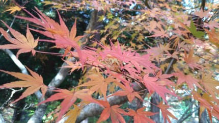 下関市吉田町にある東行庵の紅葉 (2)