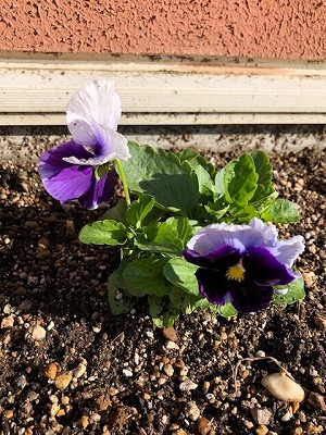 山口店の花壇に植えたパンジー