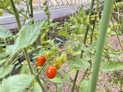 家庭菜園のトマト①