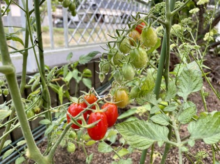 家庭菜園のトマト③