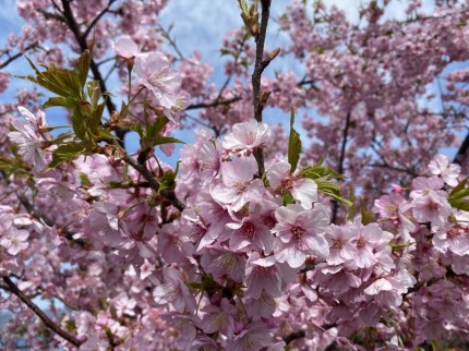 笠戸島河津桜