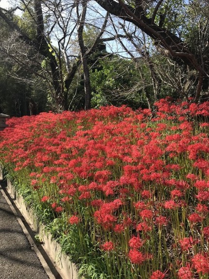 満開の彼岸花