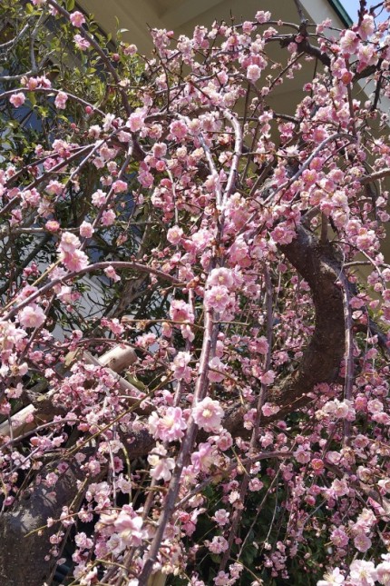 防府天満宮の梅の花 (3)