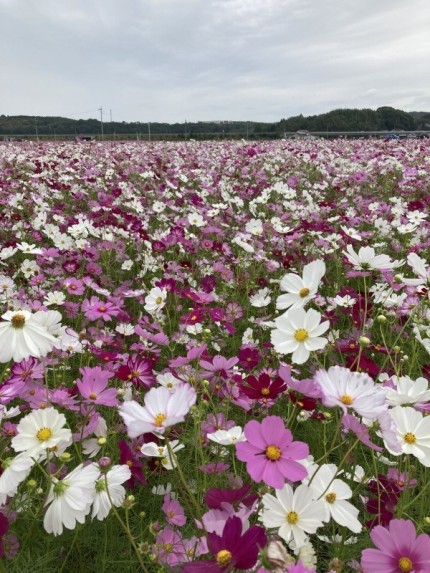 2500万本のコスモスが咲く、西日本最大級の三光コスモス園 (4)