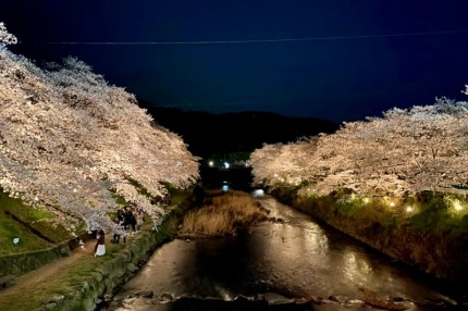 厚狭川河畔の桜並木通りライトアップされた桜