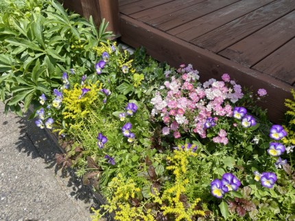 ハウスドクター山口の花壇に咲いているお花 (1)