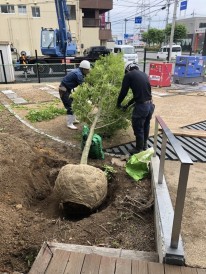 ⑧樹木植付