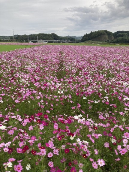 2500万本のコスモスが咲く、西日本最大級の三光コスモス園 (1)