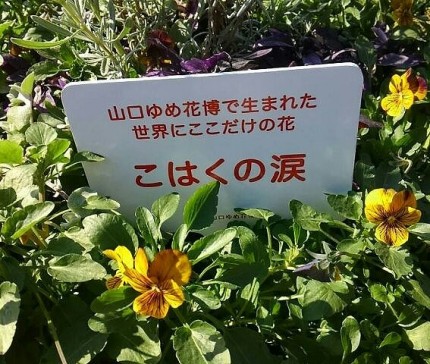 こはくの涙 f8cb7ebf2332848e617de54c8bd356ca