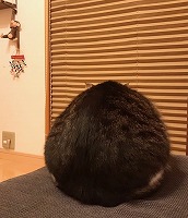 ②丸い猫